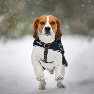 Beagles Fashion